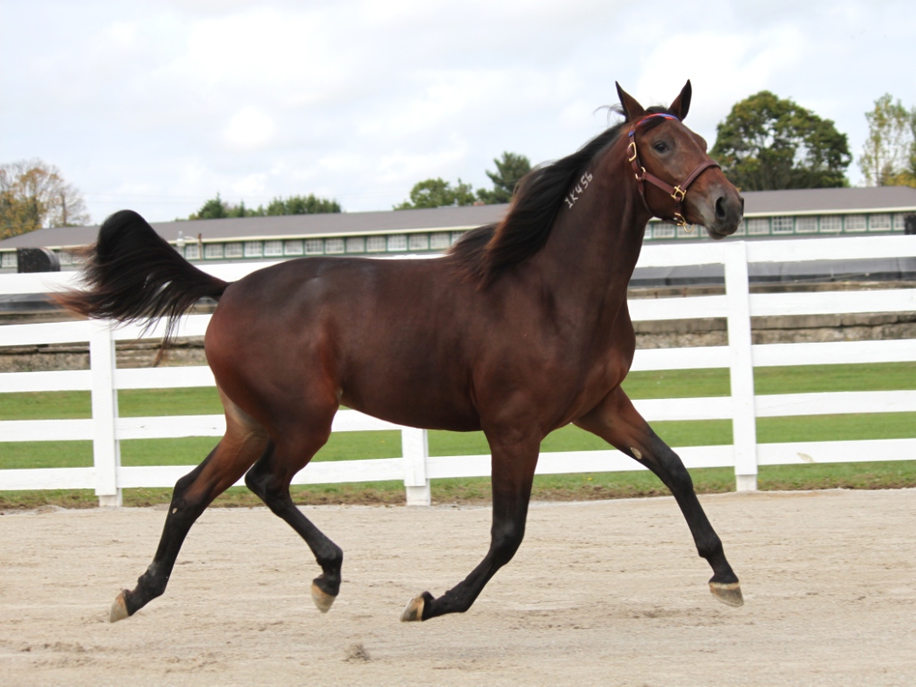 Triplet Foals