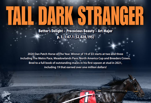 Tall Dark Stranger 2021